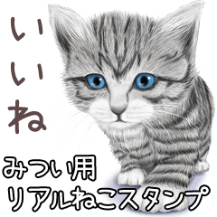 Mitsui Real pretty cats