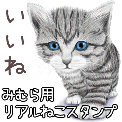 Mimura Real pretty cats