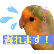 okame-kozakura