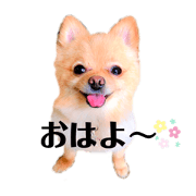 Pomeranian Lovely