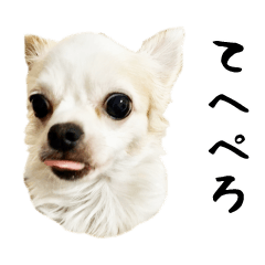 Tsundere Chihuahua Short Reply