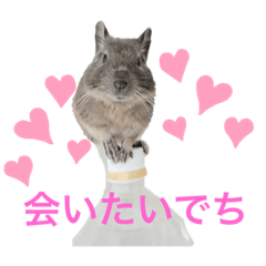 cute small animal degu