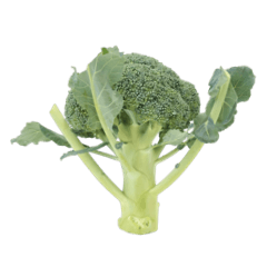 Fresh broccolis