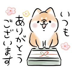 Shiba Inu Dog <Convey feelings>