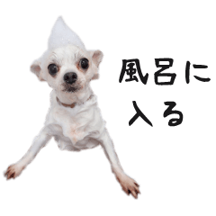 Tsundere Chihuahua Daily Sticker