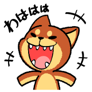 A mischievous little dog (Shiba Inu)