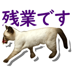 Frequently used words for Siamese cat