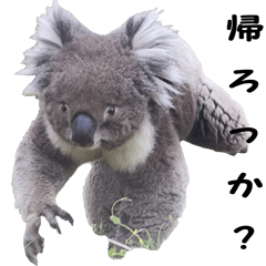 burke koala sticker