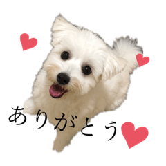 chris_20200124141749