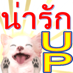 chihuahua lovely photo sticker #Thailand