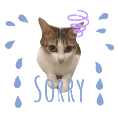 吉吉可可寶寶們