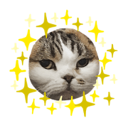 I am bugi