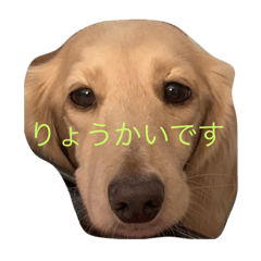 dog hiromichi