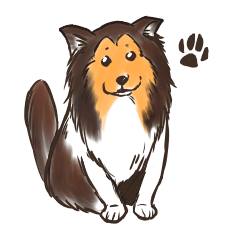 sheltie shetland sheepdog