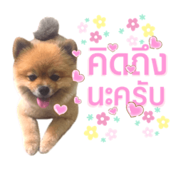 PeedPeed  Daily Dog