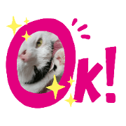 nekotamai_20200125205236
