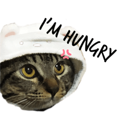 wasabi.cat