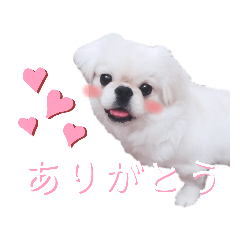 DanStamp!!