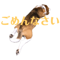 Beagle named Lush2