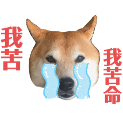 苦命狗-柴犬Yoyo