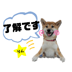 rin shibainu