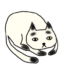 a mottled cat