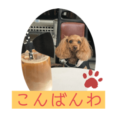 トイプードルファニー　　　　　日常敬語①