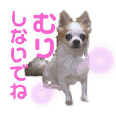 Daily life of small animals