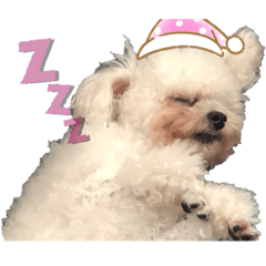 panda_20200127080239