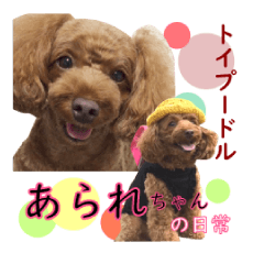Toy poodle ARARE