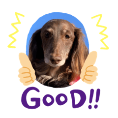 Miniature Dachshund LOVE pretty SALLY