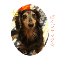 Miniature Dachshund love love