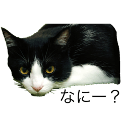 i like my cats