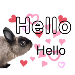 Lovely Lovely Bunny