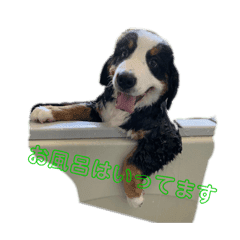 マウンテンドッグ Lineクリエイターズスタンプまとめ Stamplist マウンテンドッグ Lineクリエイターズスタンプまとめ Stamplist