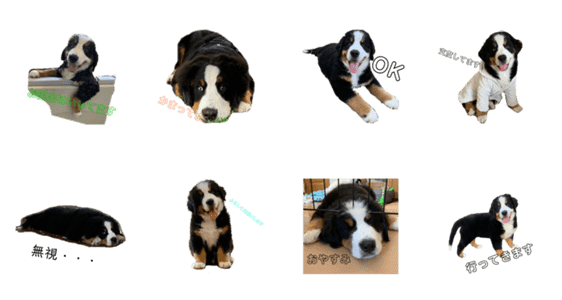 バーニーズ マウンテンドッグ Lineクリエイターズスタンプ Stamplist バーニーズ マウンテンドッグ Lineクリエイターズスタンプ Stamplist