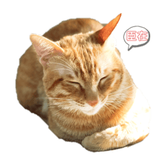 喵皇麥香