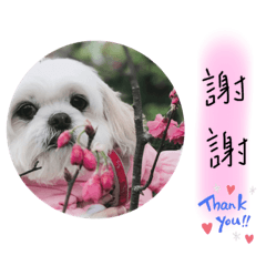 西施犬毛毛2