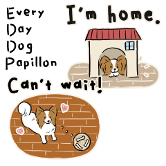Every Day Dog Papillon2