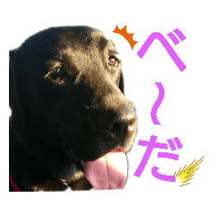 labradorretriever_20200128090910