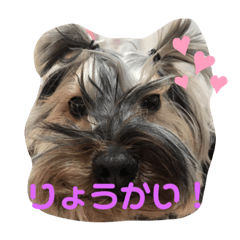 risa_20200128210223