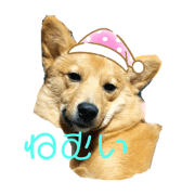 kotetumame