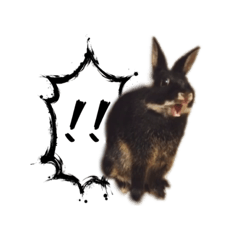 Goro the rabbit