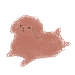 messy poodle pooko