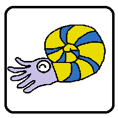 cute ammonite