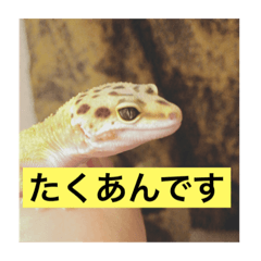 KICHI_tak