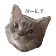 Rina_Uchino4nekostannpu