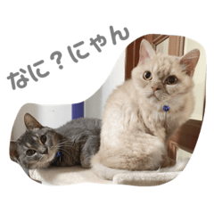 Rina_Uchino4nekostannpu3