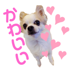 Ayano's Chihuahua and degu