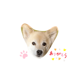 koumetomusukonohappylife
